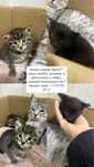 отдам трех котят совсем даром