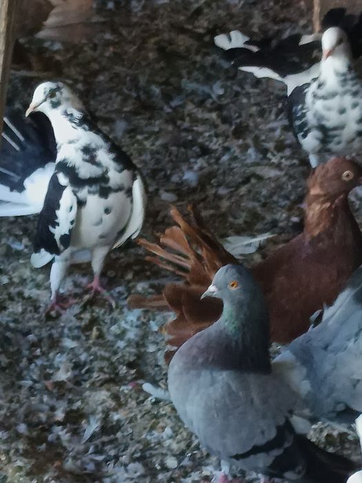 Porumbei înfoiați colorați și albi