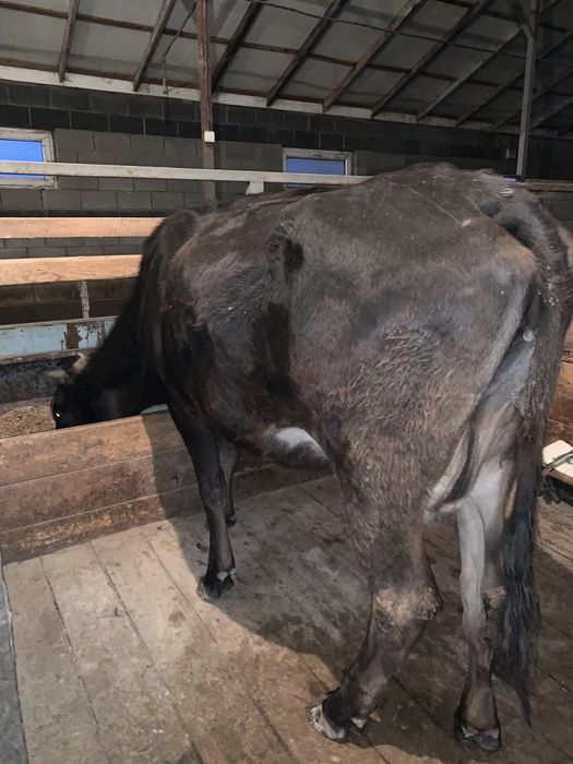 Продается коровы