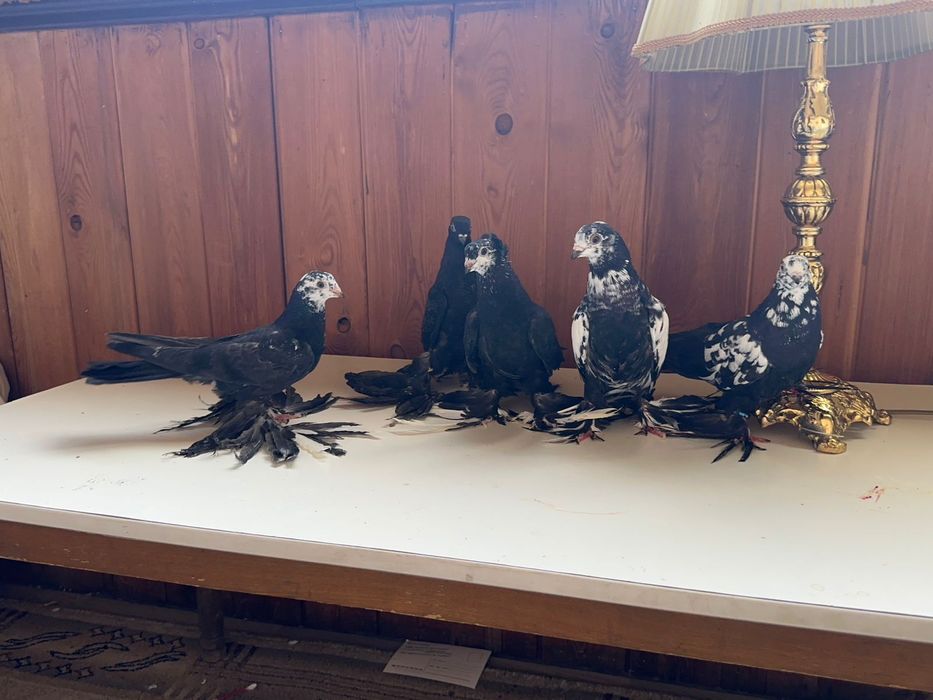 Молодые, Рябоголовые, Сочи