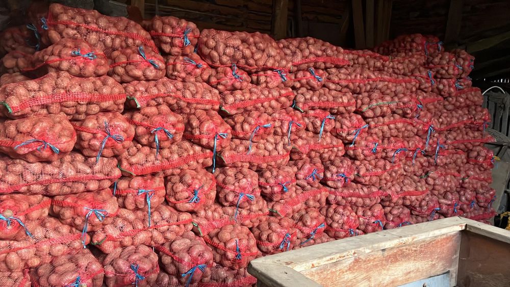 De vanzare cartof Rivola