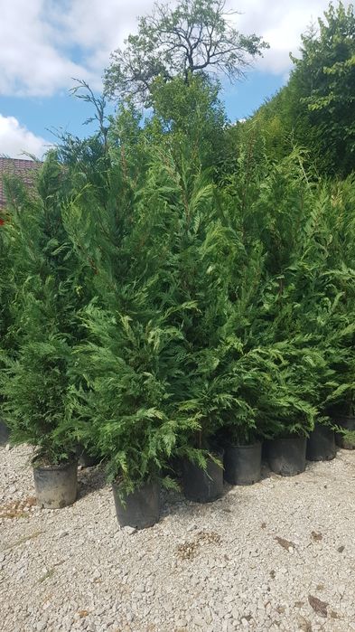 Leylandii 3,5 - 4m, Tuia mare, gard viu, perdea verde naturala