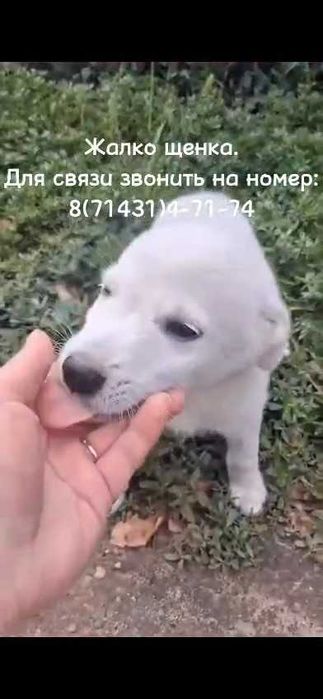 Найден щенок. Нужен дом!