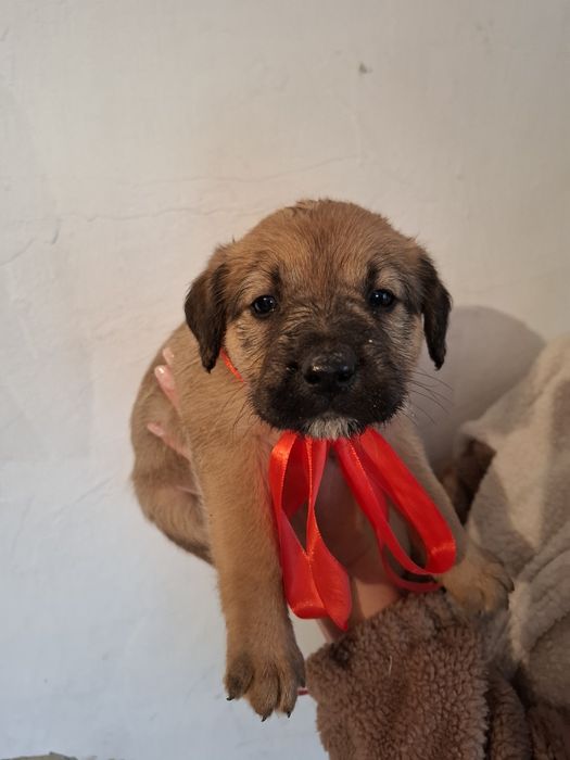 Щеночек девочка в поиске дома