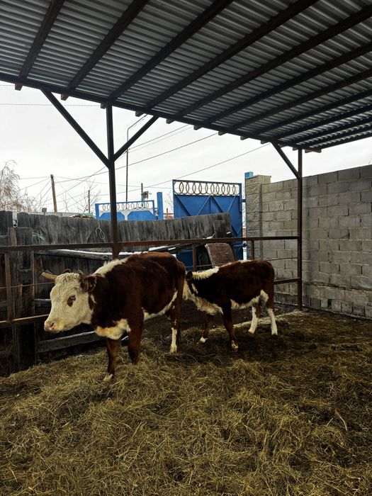 Продам белоголовой телка стелный 2 отел с подсос теленком ургашы