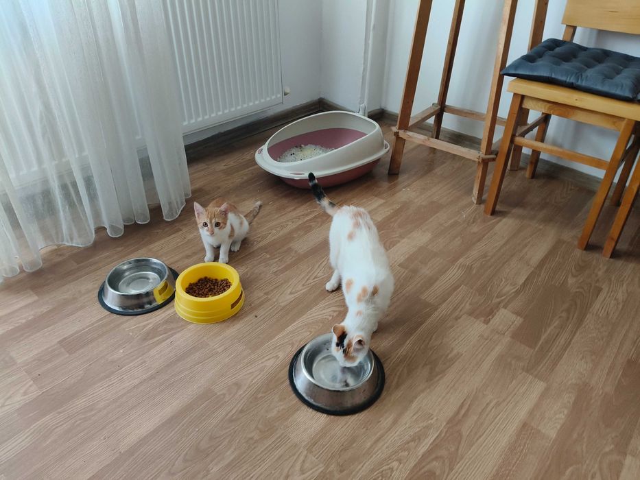 Pisici torcacioase spre adoptie