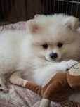 Pomeranian spzit