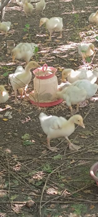 Гуси 30-40 дней, линда порода