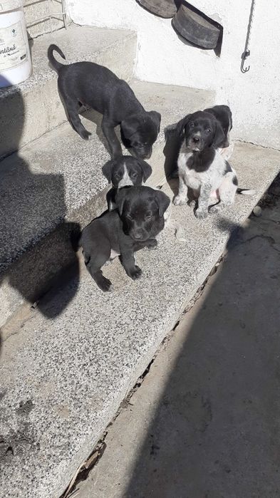 CATEI spre adoptie