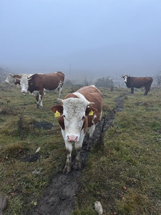Vând tauraș ……..