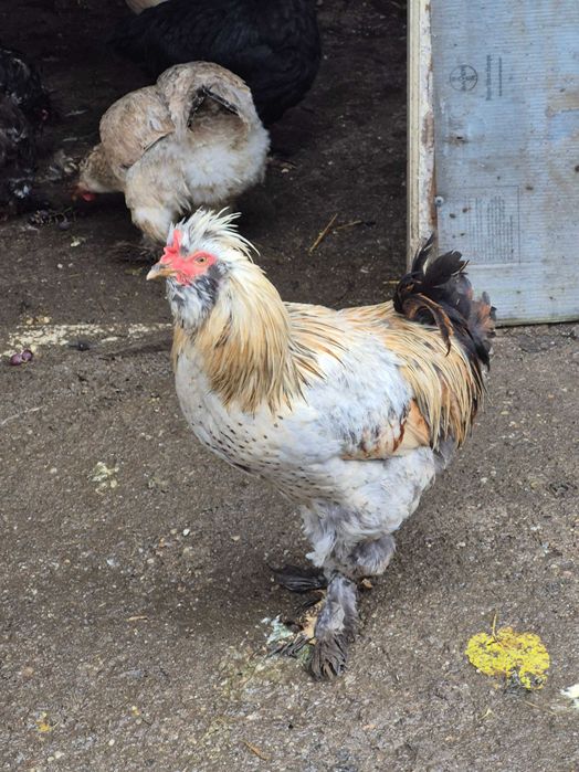 Cocosi motati si ratoi lesesti 2025