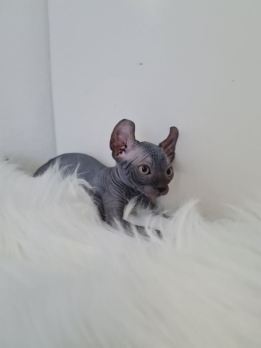 Pisicuta sphynx elf femela blue