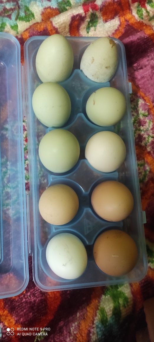 Ouă proaspete consum