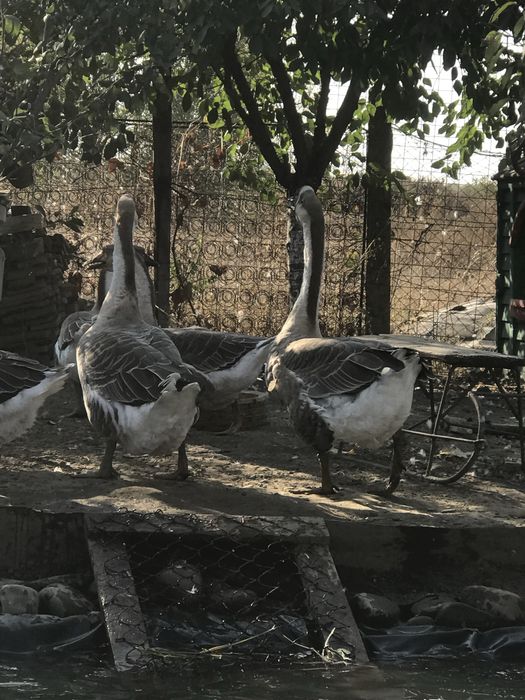 Vand sau schimb gaste americane