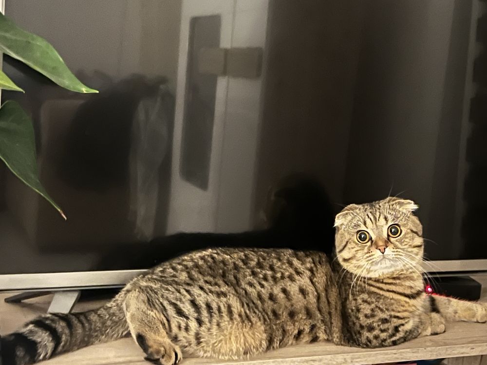 Предлагам мъжки котарак