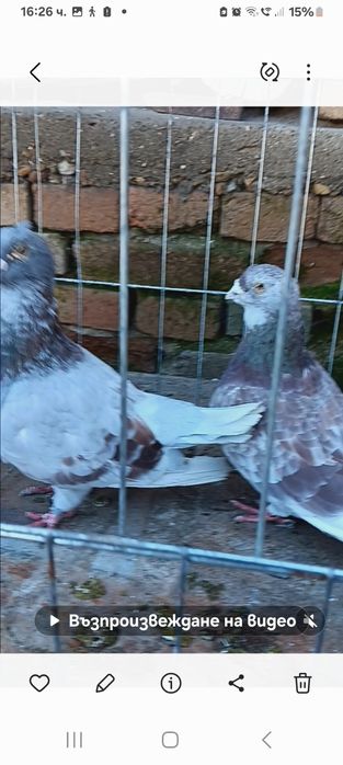 Свободни стандартни пощенци