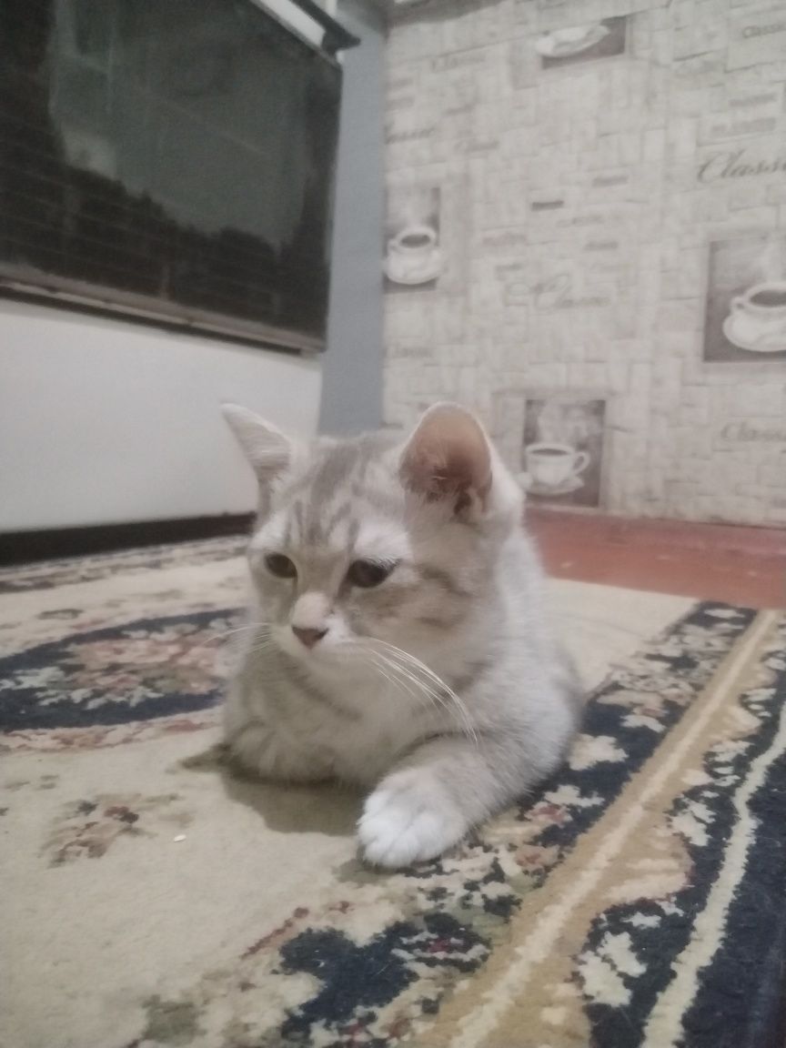Zotdor mushukchalar sotiladi