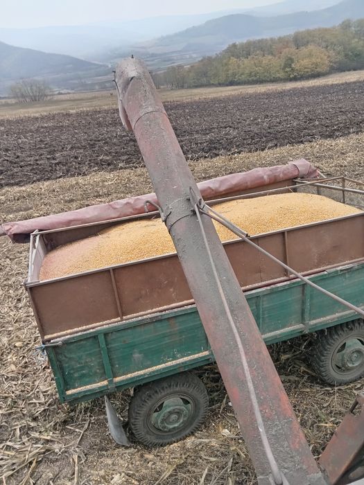 Porumb boabe producție 2025