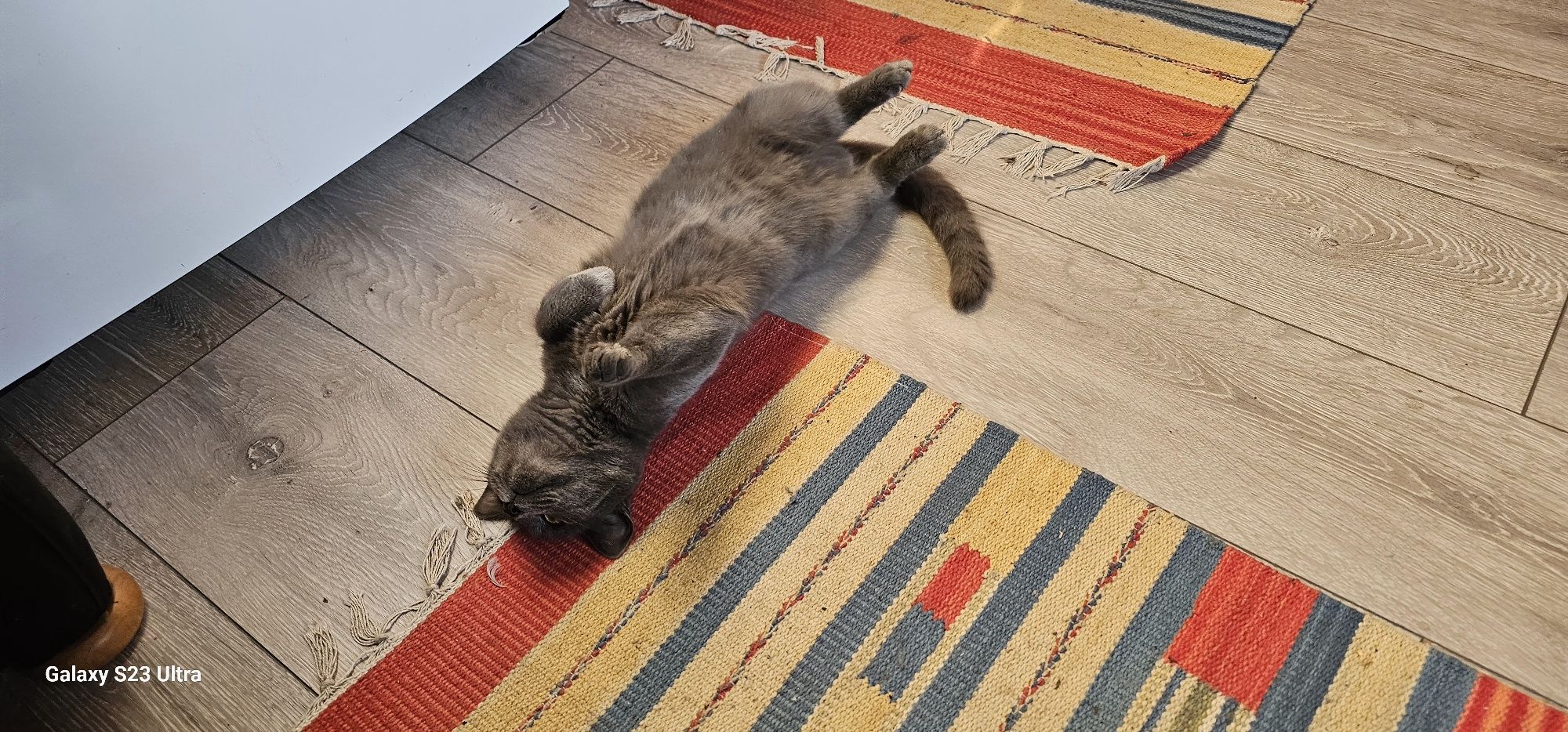 КОТЕНЦА чудесни малки.Да ви радват в трудни моменти.