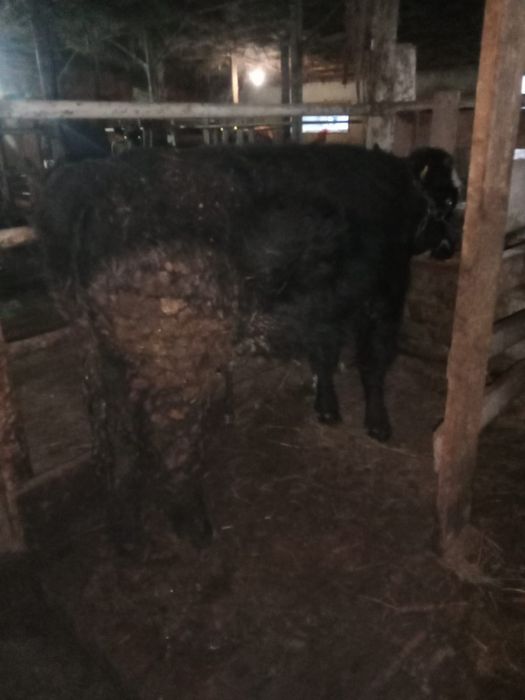 Продам телечек 4