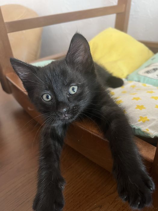 Котенок в добрые руки