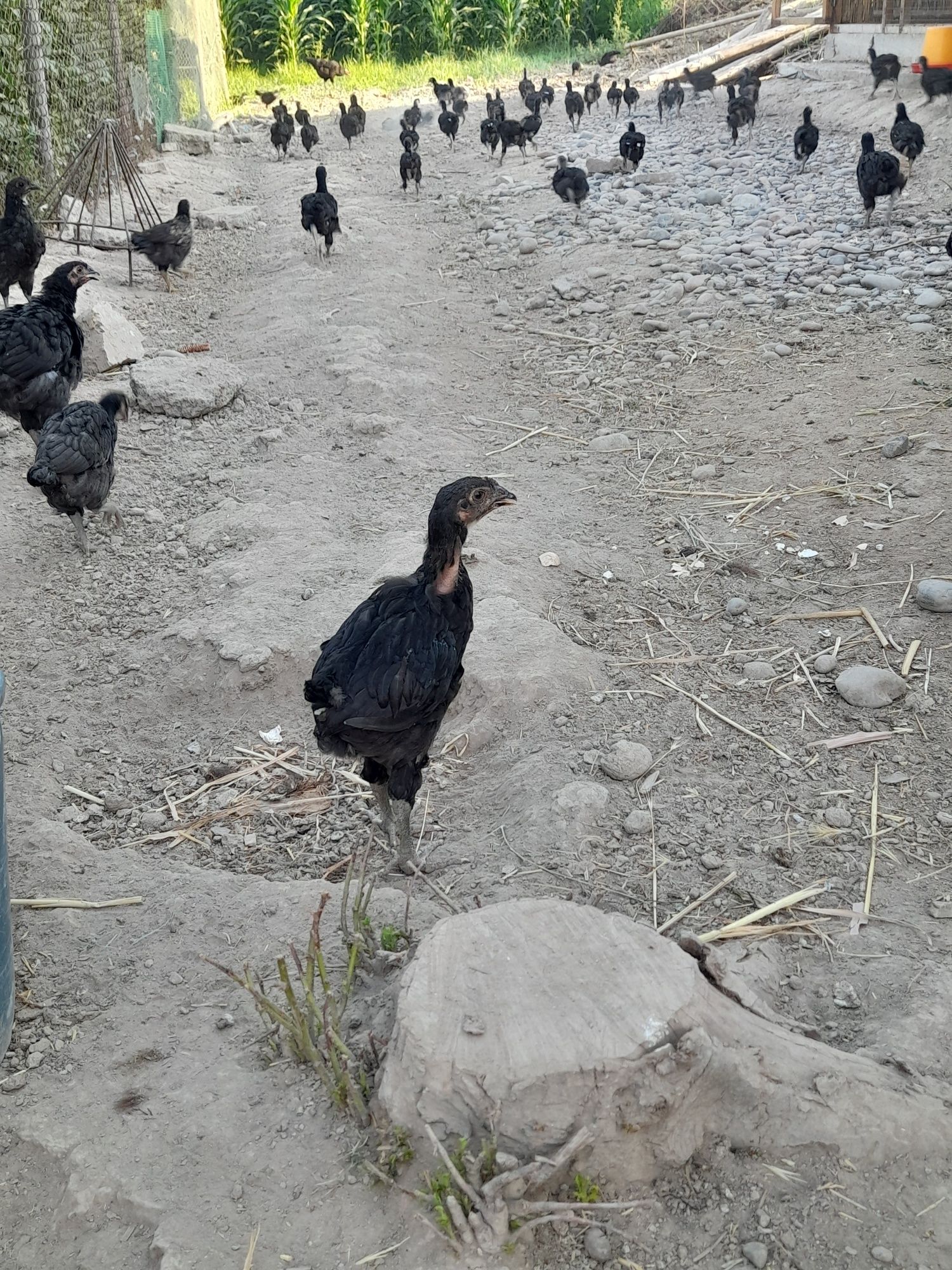 Qorashagzoda jojalar sotiladi