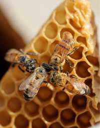 Vând 20 de familii de albine