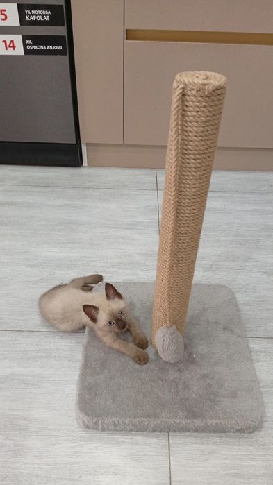 Киса Мушукча Киз бола