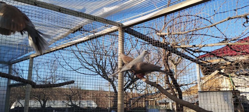 Кускумрийки гугутки, гълаби, и декоративни петлета.