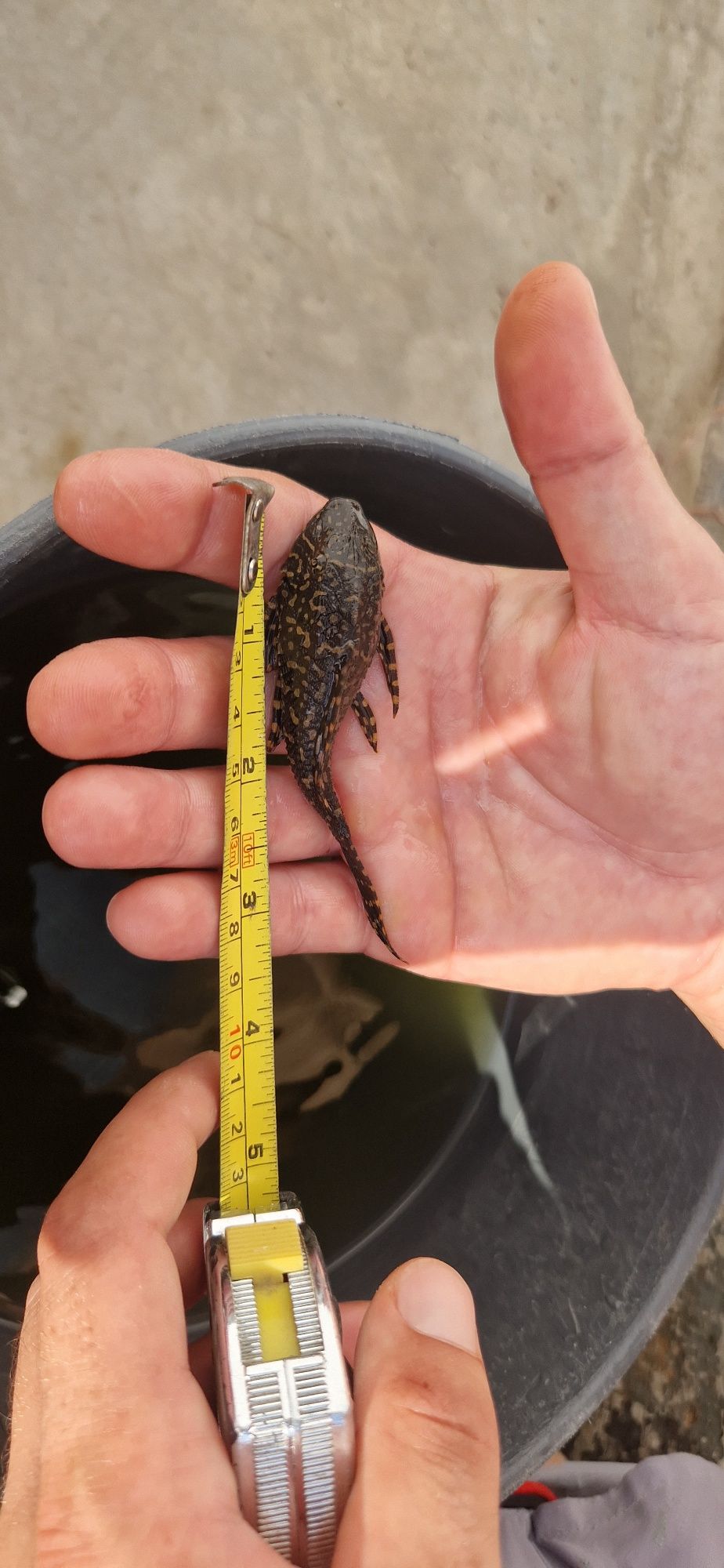 Сомчета Pleco 2бр.