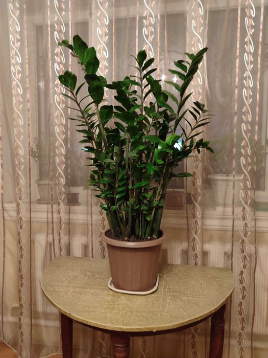 Долларовое дерево