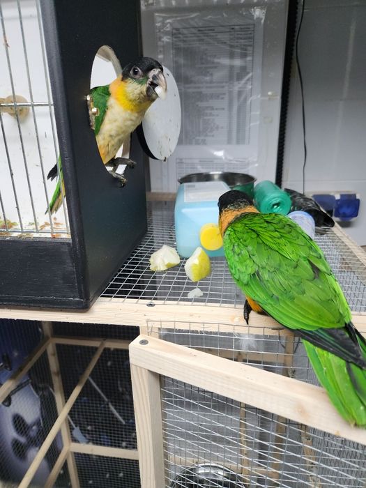 Pui papagali Caique cap negru/ sapca neagra