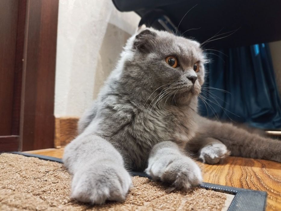 Шотландский Фолд Хайленд - Scottish Fold