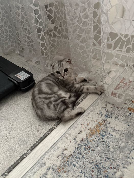 шотланская висоуха