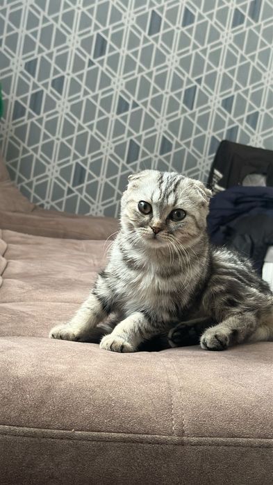Котёнок СМЕСЬ Британским С ШОТЛАНДСКИМ мальчик