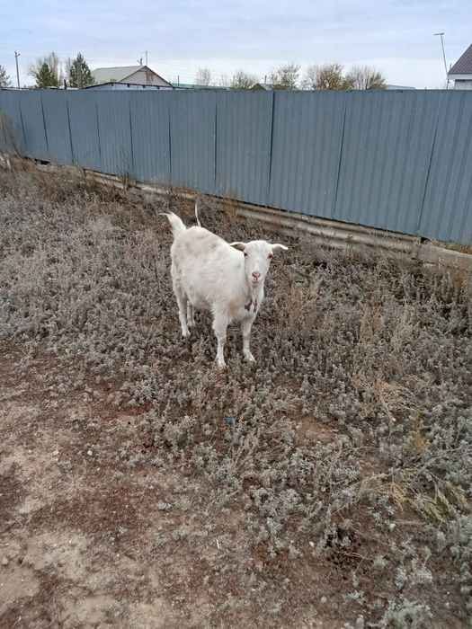 Продам козу дойную