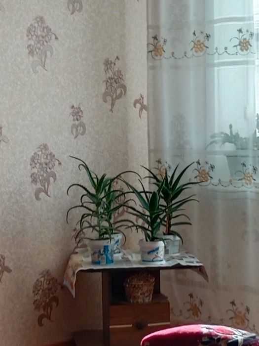 Продам алоэ обыкновенный.