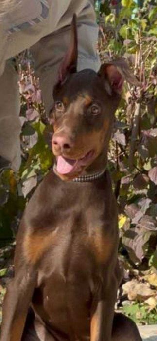 Продается щенок добермана-девица