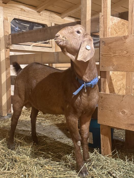 Tap Anglo Nubian sange 100% Mineshop Anglia