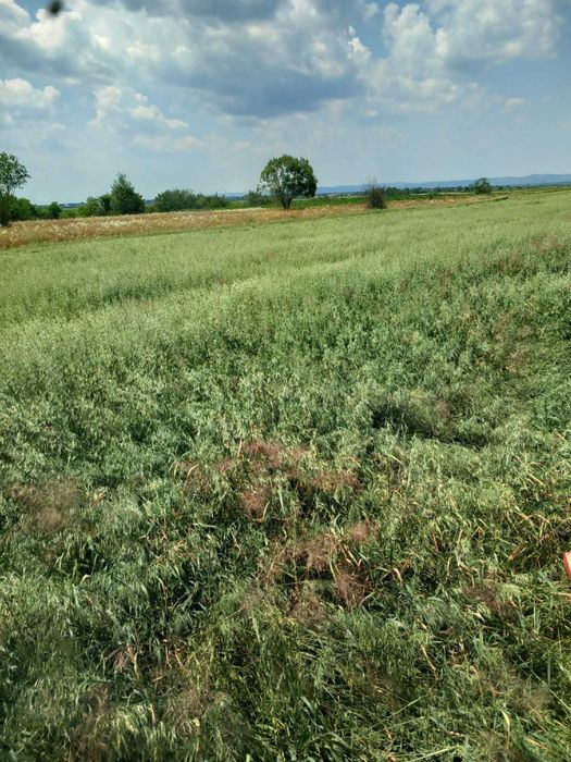 Vând  teren Valea Sebeșului