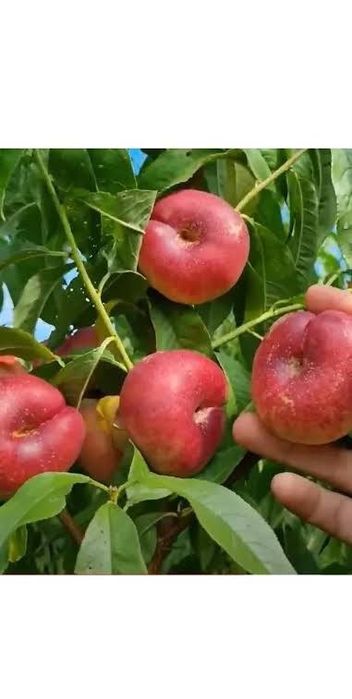 Nectarin plat Honey liana  5+1 gratis