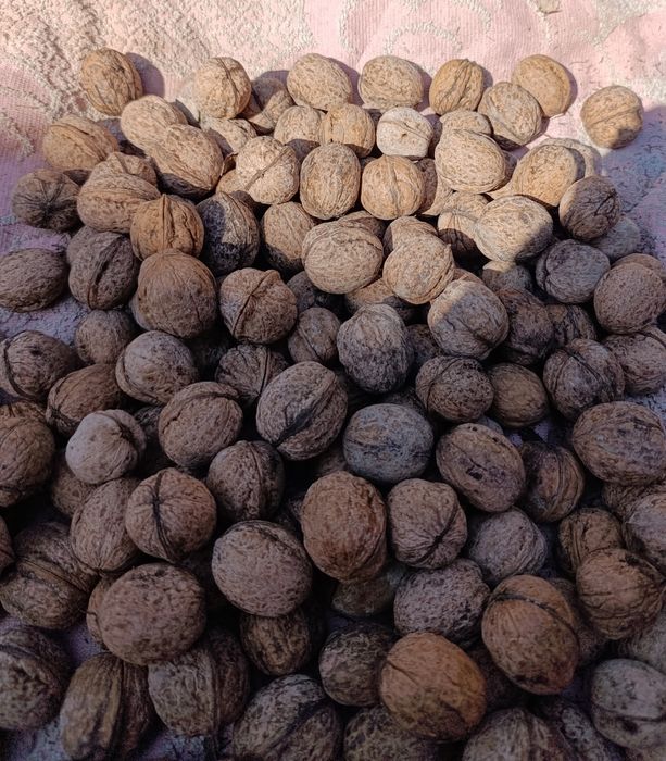 Продам орехи грецкие
