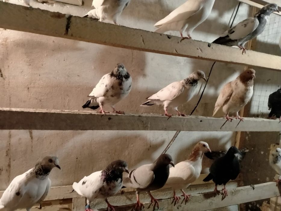 Продам голуби разные