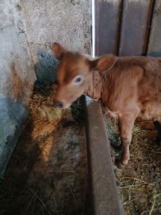 Мъжко теле Лимузун