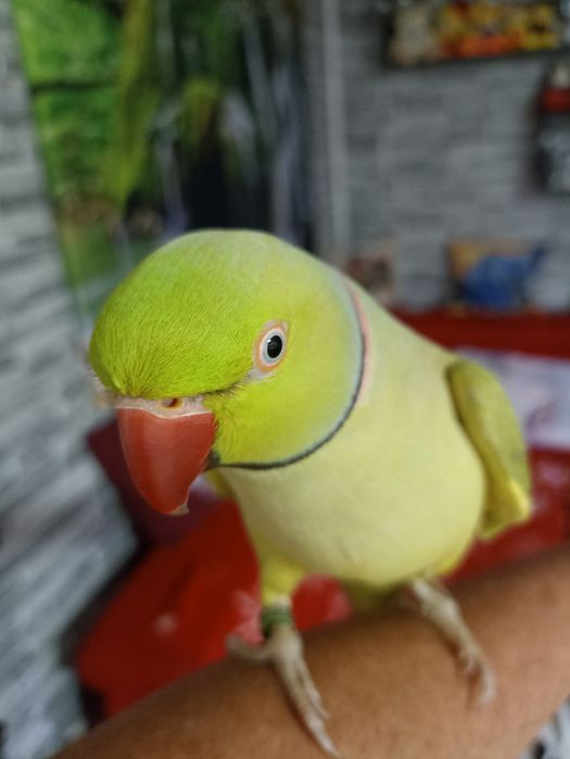 Vând papagal Micul Alex