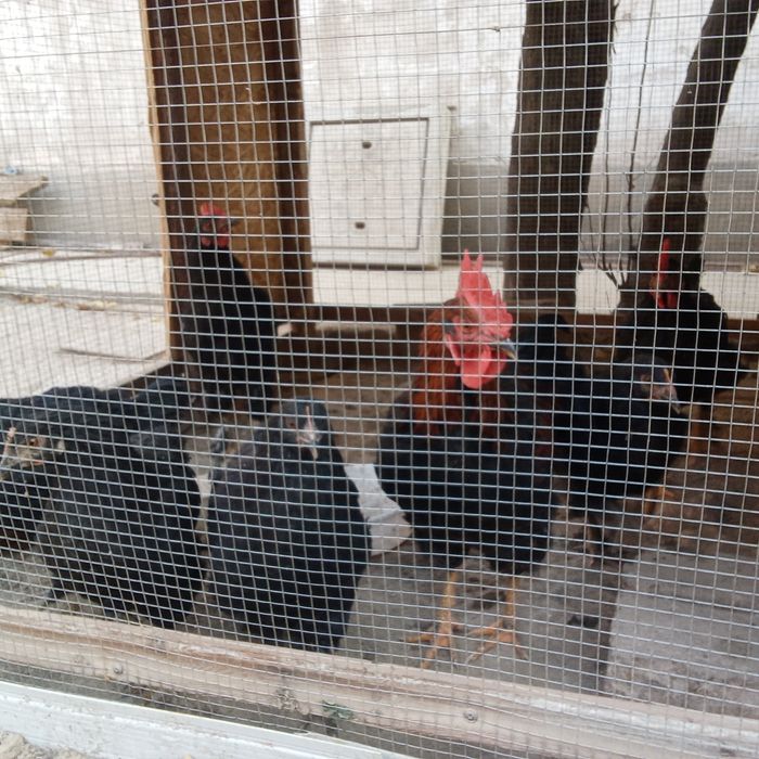 Tovuq xoʻroz 9 oylik