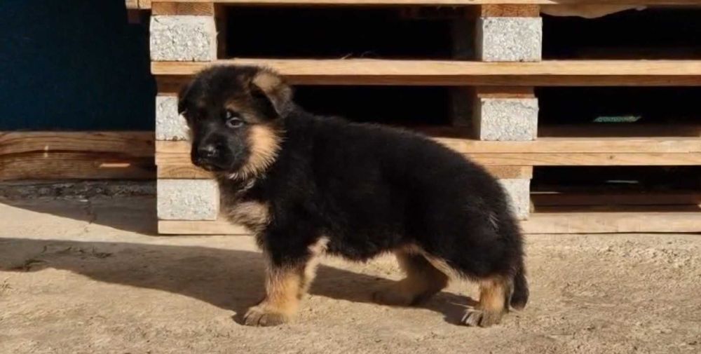 Немски овчарки с родословие