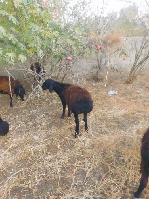 Бараны  породистые