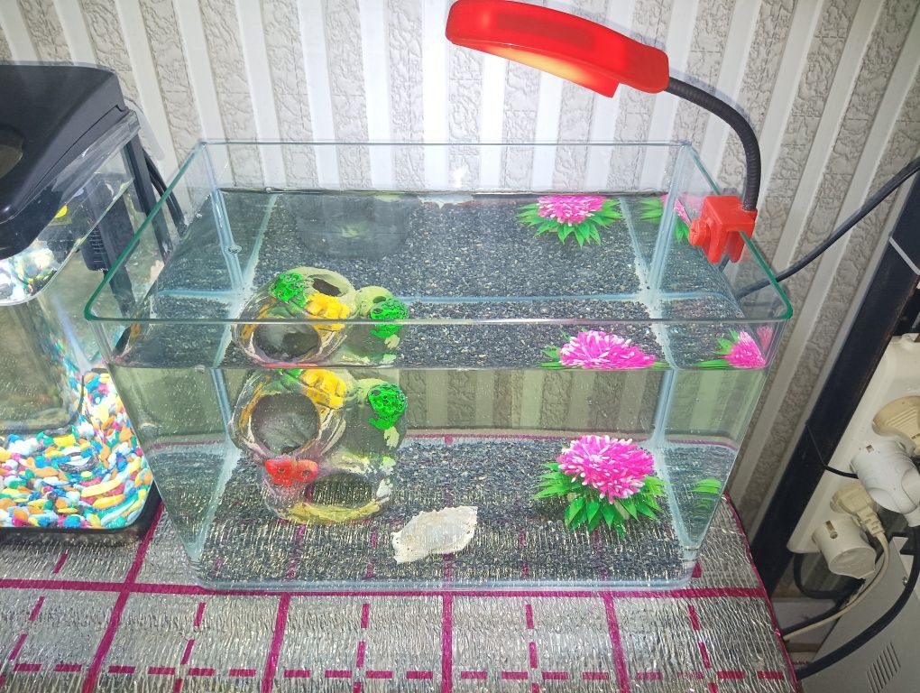 Xitoy mini akvarium 10 ta daniyo baliq bilan komplekt sotiladi