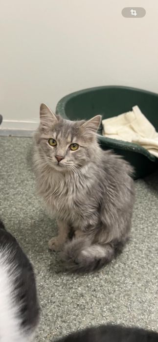 Pisicuțe și motănei frumoși își doresc o căsuță